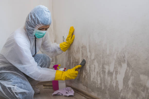 Best Insurance-Related Mold Remediation in Mooresville, NC