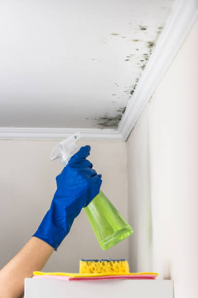 Best Mold Remediation for Schools in Mooresville, NC