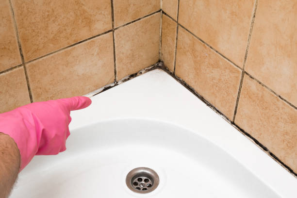 Best Basement Mold Remediation in Mooresville, NC